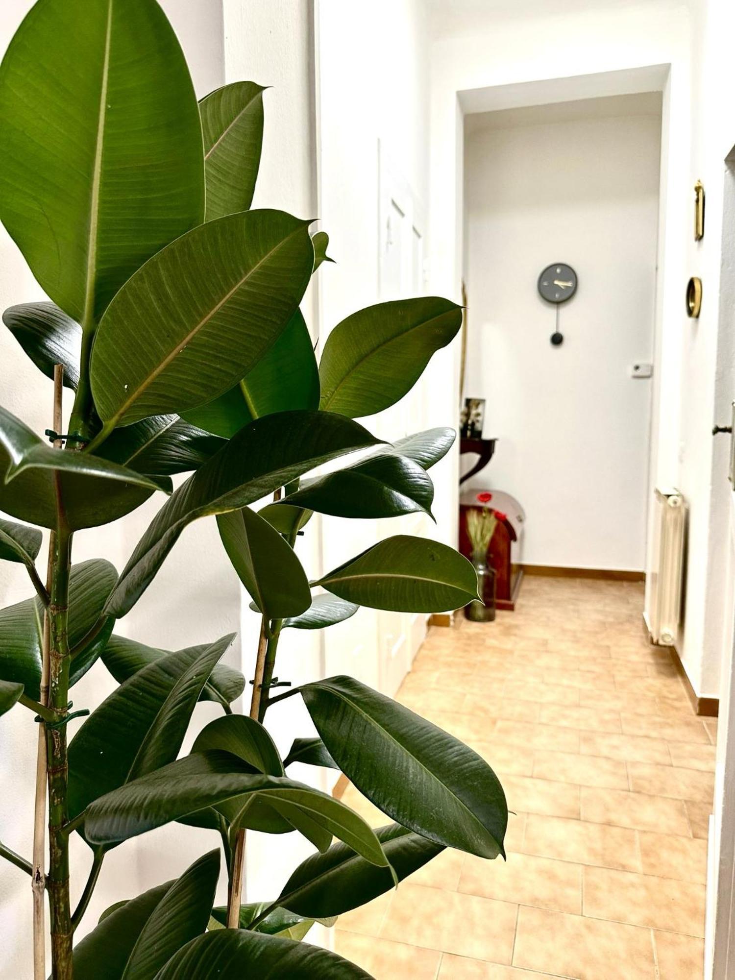 ピサ Casa Ganzaヴィラ エクステリア 写真